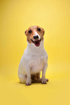 Sitting Jack Russell Terrier With Sticking Out Tongue On An Yellow Background