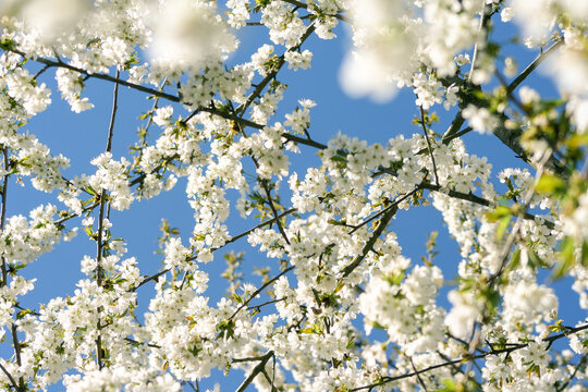 Blooming cherry on sky background. Cherry blossom tree under clear blue sky in spring.