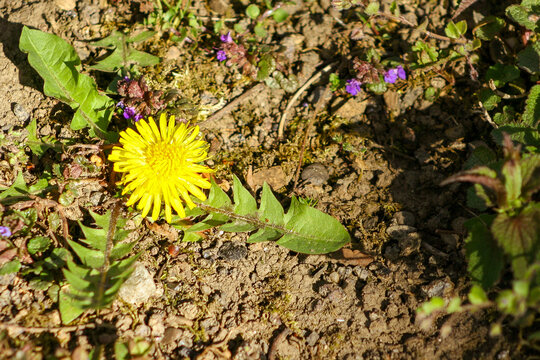 Closeup of a bright yellow blooming Sow Thistle (Sonchus oleraceus) on green grass background