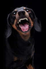 Expressive black dachshund on black background  