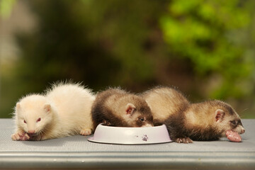 Ferret babies old about eight weeks tasting piece of chicken meat