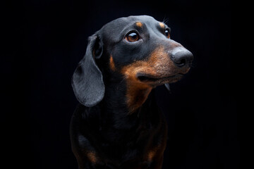 Expressive black dachshund on black background  