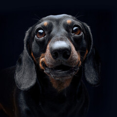 Expressive black dachshund on black background  