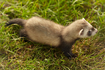 Single ferret baby old about eight weeks walking on grass