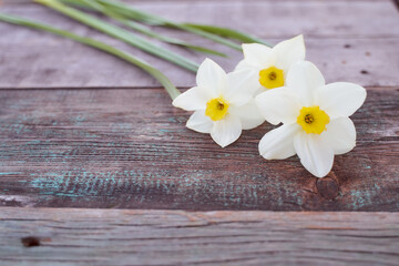 Fototapeta na wymiar Beautiful white daffodil flowers lie on a wooden table. Close-up.