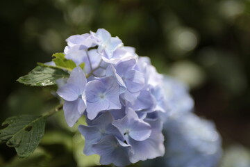紫陽花