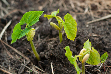 Two bean sprouts on a garden bed close-up