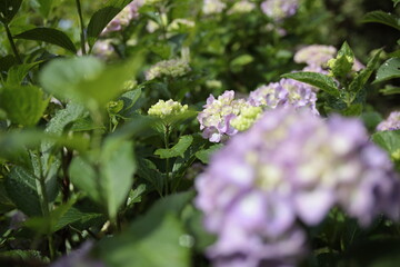 紫陽花
