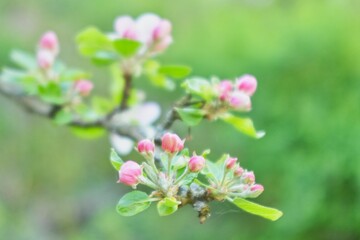 Apfelblüten (rosa Knospen)