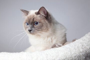 Ragdoll cat on grey background