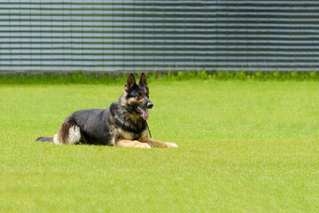 german shepherd lies on green grass, police training
