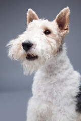 Wire Hair Fox Terrier on grey background