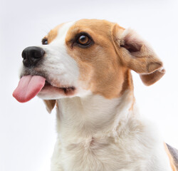 beagle with sticking out tongue on a white background
