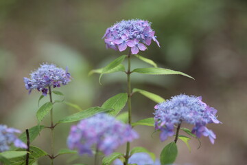 紫陽花