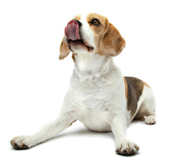 sitting beagle with sticking out tongue on a white background
