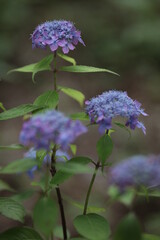 紫陽花