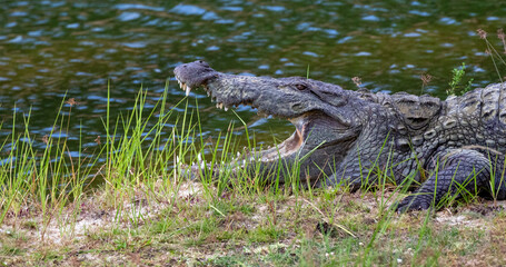 Mugger Crocodile photographed at Yala National Park Block 5 in Sri Lanka 