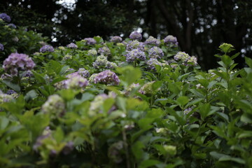 紫陽花