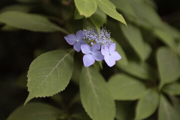 紫陽花
