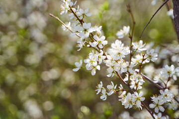 cherry blossoms on a blurred natural background
