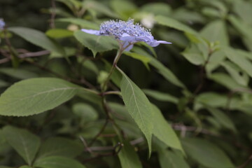 紫陽花