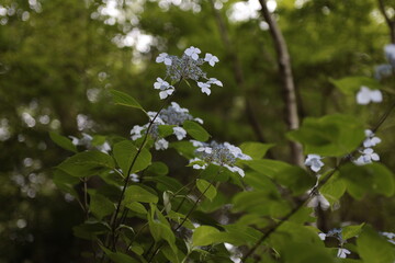 紫陽花
