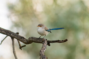 Superb fairy wren
