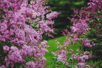 Beautiful lilac flowers. Spring blossom. Blooming lilac bush with tender tiny flower. Purple lilac flower on the bush. Summer time. Background