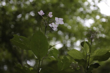 紫陽花