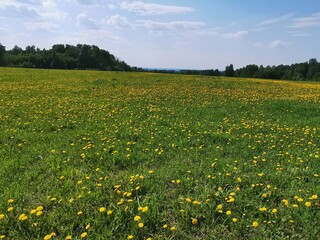 Fototapeta premium field of dandelions