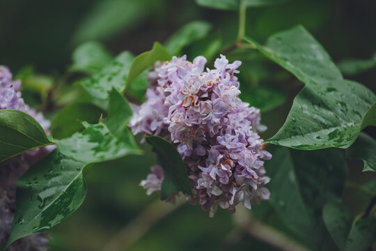 Beautiful lilac flowers. Spring blossom. Blooming lilac bush with tender tiny flower. Purple lilac flower on the bush. Summer time. Background