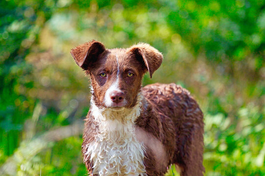 portrait of a dachshund, border collie 