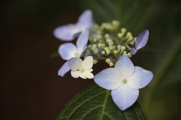紫陽花
