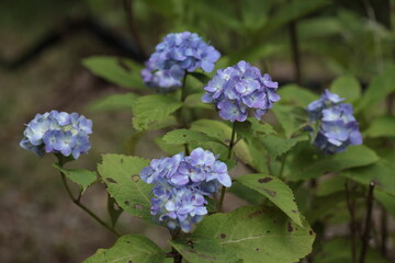 紫陽花