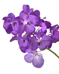 Fototapeta premium Vanda blue orchid flowers