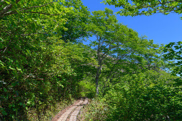 新緑の登山道