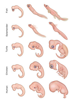 Different Stages Early Embryonic Development
