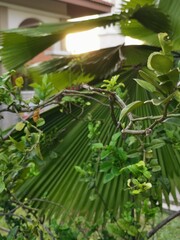 Peaceful evening sunset with nature surrounded civilization.