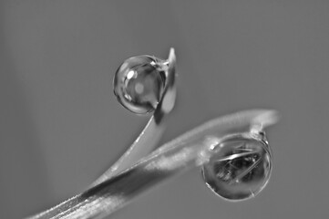Beautiful dew drops on blade of grass. Soft light green background. Macro