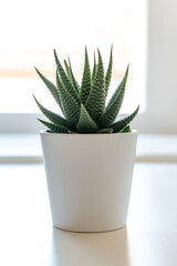 Indoor cactus with white pot, elegant plant, minimalist atmosphere