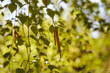 Leaves and birch fruits on a green blurred background