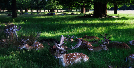 Deers on the grass, Blur forest background.