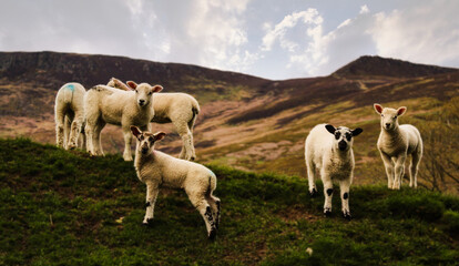 Animals portrait, with blur background and sky.