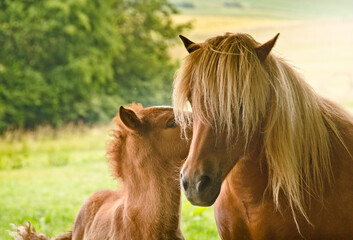 A very beautiful small chestnut foal of an Icelandic horse with a white blaze, standing near to...
