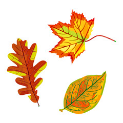 Autumn leaves set isolated on white background. Collection beautiful colourful fall maple, oak and birch leaves. Autumn leaf for seasonal, holiday, greeting card, poster, banner design. Stock vector 