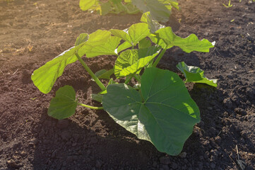 Bush green young pumpkin in a vegetable garden. Horizontal orientation