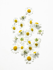 Camomile flowers scattered on white background