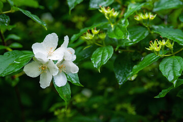 White jasmine flowers. A branch of jasmine on a background of foliage and faded inflorescences.