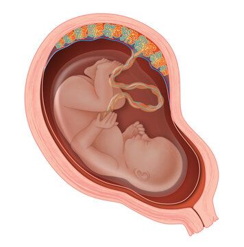 Illustration of Human embryo