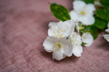 Fototapeta na wymiar White jasmine flower on pink textured background 